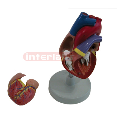 Interlabs? Heart Model, Natural Size 2 Pc